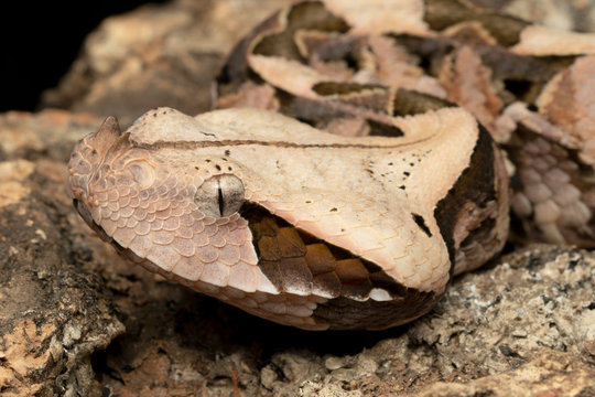 Closeup of a Juvenile Gaboon Viper (Bitis gabonica)
