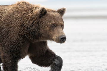 Naklejka na ściany i meble Brown bear (Ursus arctos) crossing creek; Alaska
