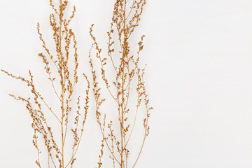 Dry grass golden colored on light background for wedding cards, valentines day or screensaver. Minimal nature concept. Horizontal format image.