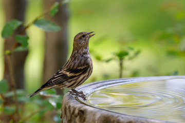 Pine Siskin sitting on edge of birdbath with colorful background