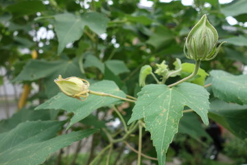 芙蓉の花の蕾