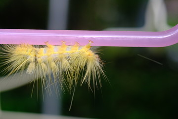  Caterpillar on a background
