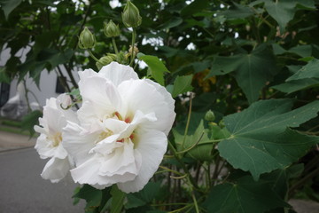 白い芙蓉の花