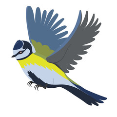 Bird tit isolated on a white background.