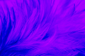 Beautiful closeup textures abstract colorful dark black and purple feathers and darkness blue pattern feather wallpaper and background