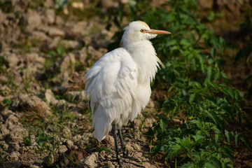 Egret