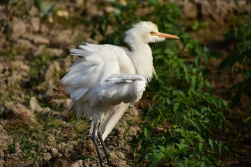 Egret