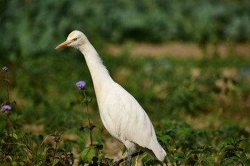 Egret