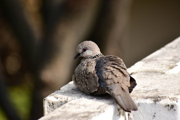 Baby Dove