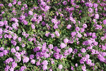 Close-up view of an area of pink purple white verbena vervain ground cover flowers