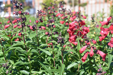 Obraz premium Penstemon Flowers
