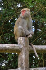 Taiwan Water Buffalo in the Tataka Recreation Area,Taiwan.