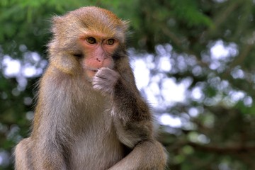 Taiwan Water Buffalo in the Tataka Recreation Area,Taiwan.
