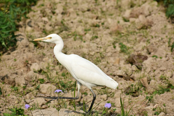 Egret