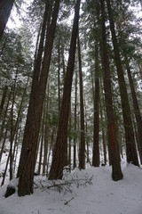 Fototapeta premium Snowy Winter Trees in Woods and Mountains on Cloudy Winter Day