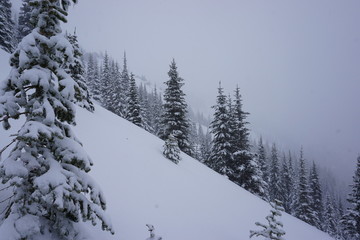 Snowy Winter Trees in Woods and Mountains on Cloudy Winter Day