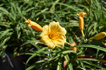 Obraz premium Daylilies
