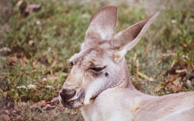 Lazy Kangaroo