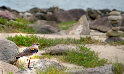 Garza en la isla Florianopolis Brasil