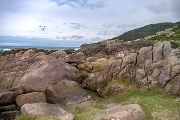 Rocas un ave cruzando al vuelo y de fondo el mar 