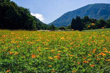 Fototapeta premium 面白山高原のコスモス