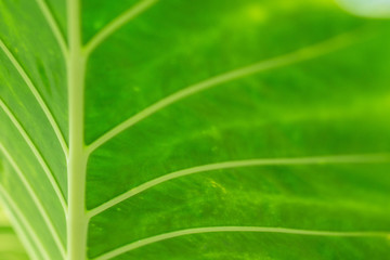 Close up of backlit Beautiful  Pattern Green leaf