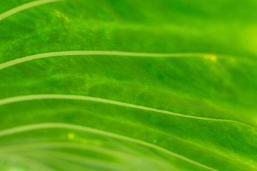 Close up of backlit Beautiful  Pattern Green leaf