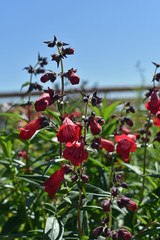 Obraz premium Penstemon Flowers