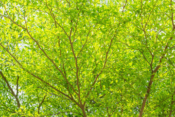 Fototapeta na wymiar Beautiful green leaf texture background with sunlight