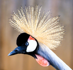 Black Crowned Crane