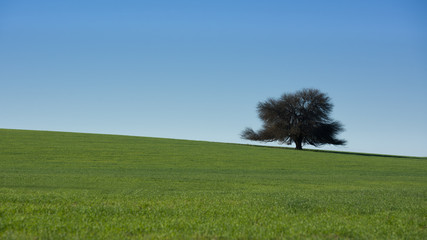 Fototapeta na wymiar A tree along in the meadow