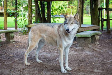 Fototapeta premium Single beautiful wild wolf outdoors at summer day