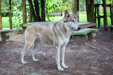 Naklejka na ściany i meble Single beautiful wild wolf outdoors at summer day