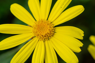 Bright Yellow Mexican Daisy