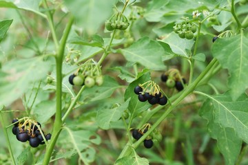 Carolina horse-nettle is called 
