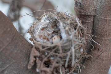 Birds nest in a tree