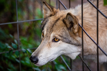 Wild and sad wolf in the cage captivated