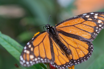 Orange and Black butterfly with outspread wings