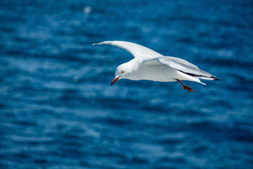 Seagull in flight over the sea