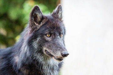 Black dog wolf breed shepherd alone at day