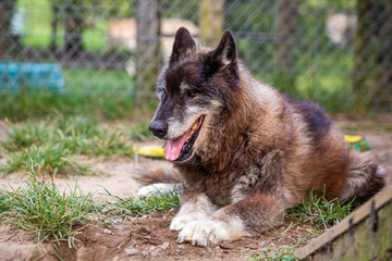 Cure big old dog resting outside at day
