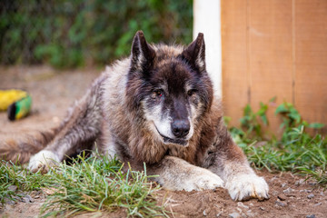 Cure big old dog resting outside at day