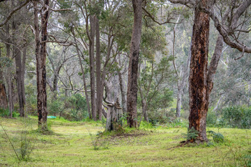 Fototapeta premium Trees in a clearing with green grass