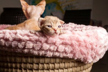 baby Devon Rex kitten in bassinet