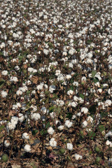 Field with ripened cotton. There are still green leaves on the plants. Texas, USA