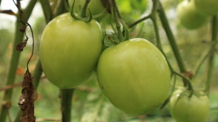 Fresh tomatoes from the wake garden in Thailand