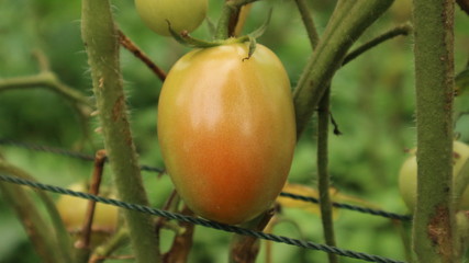 Fresh tomatoes from the wake garden in Thailand