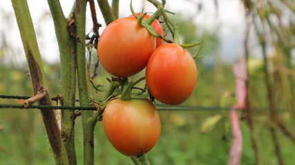 Fresh tomatoes from the wake garden in Thailand