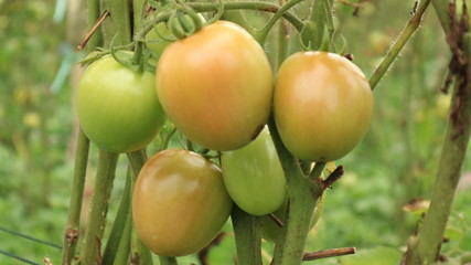 Fresh tomatoes from the wake garden in Thailand