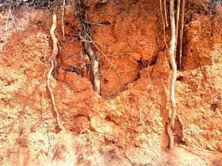 The green tree is beautiful of floweSmall strong tree in the Stone garden Tree strong stone mortar Leaves green pattern beautiful steel rust husk Grass Stone floor fruit plant Vegetable Thailand herbs